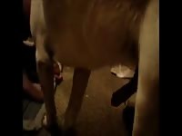 Dog Fuck Goy Gay Beast Com - Bestiality Sex Movie