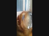 Dog Gives Blow Job With A Stick Ending Gay Beast Com - Beastiality Porn