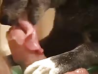 Dog Having Fun With Foreskin Gaybeast - Animal Sex Movie