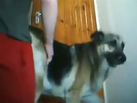 Dog Humps Dick Gaybeast.Com - Bestiality Porn Video