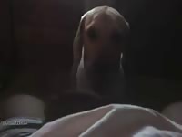 Dog Lick Dick Man Gaybeast.Com - Beastiality Porn