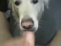 Dog Lick Penis 1 Gay Beast Com - Beastiality XXX Sex