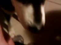 Dog Lick1 Gaybeast Rip - Animal Porn Movie