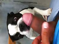 Dog Licking 5 Gay Beast Com - Beastiality XXX Sex Tube