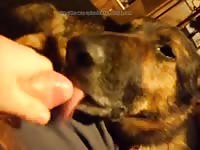 Dog Licking 8 Gay Beast Com - Bestiality Sex Tube