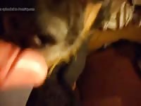 Dog Licking Cock And Balls Gaybeast.Com - Animal Porn Movie
