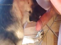 Dog Licking Peanut Butter Gaybeast Rip - Beastiality Sex Porn Video