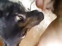 Dog Licks 2 Gaybeast.Com - Bestiality Sex