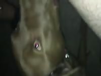 Dog Licks 4 Gay Beast Com - Zoo Xxx Sex Video