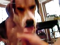 Dog Licks Gaybeast.Com - Animal Porn