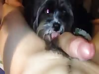 Dog Licks My Ex Until He Cums Gay Beast Com - Animal Sex Porn