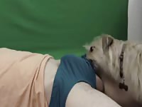 Dog Licks Peanut Butter Dick Gaybeast - Beastiality Sex Video