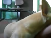 Dog O Cachorro Que Adora Uma Punheta Gaybeast Rip - Animal Porn Tube