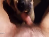 Dog Oral Baxter Gaybeast.Com - Zoo Xxx Porn Tube