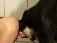 Dog Pounding Guys Ass Gaybeast - Beastiality Porn Movie