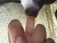Dog Pussy In Heat 3 Gay Beast Com - Bestiality Porn Tube
