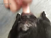 Dog Pussy In Heat 5 Gaybeast - Animal Porn Tube