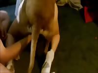 Dog Sandwich Gay Beast Com - Beastiality Sex Porn Movie