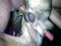 Dog Sex 9595 Gaybeast - Animal Porn Tube