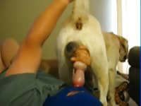 Dog Suck 8 Gaybeast.Com - Bestiality Porn Video