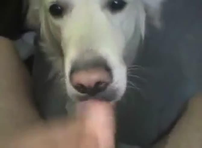 Dog Sucking Mans Dick
