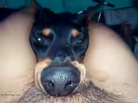 Dog Suck Man Gaybeast.Com - Bestiality Sex Movie