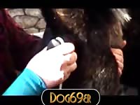 Dog Takes Dildo 1 Gaybeast Rip - Beastiality Sex