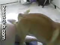 Dog Zoo Sex Bestiality Guy Knots With Dog And Is Dragged Around The Room