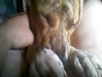 Doggie Suck Gaybeast.Com - Animal Sex Porn Video