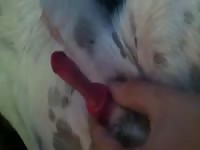 Doggy Gets Jerked Gay Beast Com - Animal Sex Video