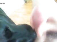 Doggy Lickjob Gaybeast.Com - Animal Porn Tube