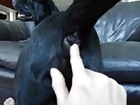 Dogs Ass Gaybeast.Com - Animal Porn Video