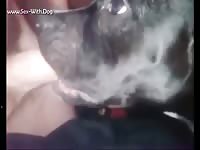 Dogs Giving Blowjobs