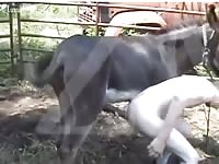 Donkeyand Man 2 Gaybeast.Com - Beastiality Porn Movie