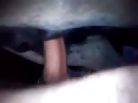 Donkye Gay Beast Com - Animal Porn Movie