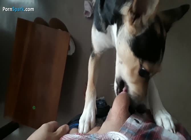 Lick cock dog Sexy trained