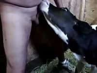 Feeding A Hungry Calf Gaybeast.Com - Beastiality XXX Sex Video