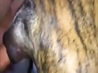 Female Boxer Gets Fucked Gaybeast Rip - Animal Porn Tube