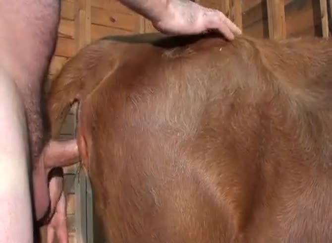 Xxxxx Animal Videos - Female Heifer Gay Beast Com - Beastiality XXX Porn Video - Katitube Kinky  Sex