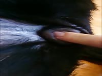 Fingering The Woman Gaybeast - Animal Sex Porn