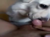 First Time With A Dog 1 Gay Beast Com - Beastiality Sex Movie
