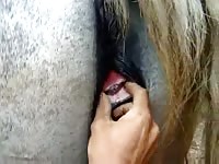 Fisting A Mare 1 Gaybeast Rip - Beastiality Sex