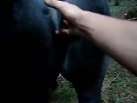Fisting My Mare Gaybeast - Bestiality Sex Video