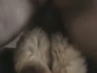 Fluffy Dog Buttsex Gaybeast - Animal Porn Tube