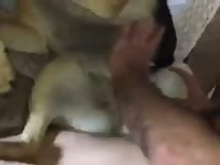 Friend Fucks The Dog Gaybeast.Com - Animal Porn Movie