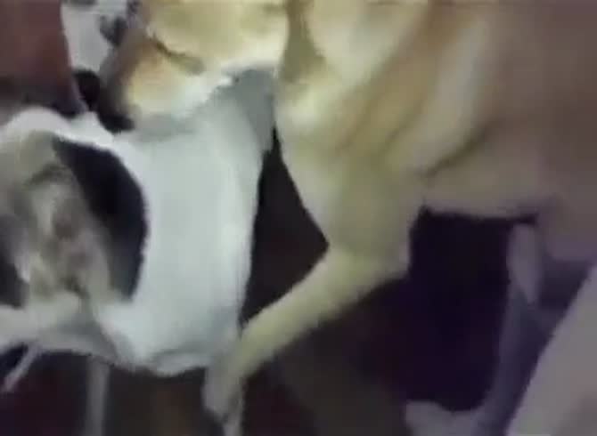 Dog Fard Video - Fuck Dogs Gay Beast Com - Animal Sex Movie - Katitube Kinky Sex