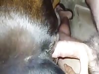 Fucking Cow Gaybeast - Animal Sex Video