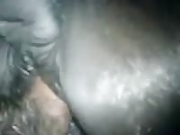 Fucking Mare 1 Gay Beast Com - Animal Sex Video