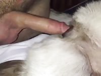 Fucking My Cat Porn - Cat Genitals Gaybeast - Zoo Xxx Sex Video - Katitube Kinky Sex