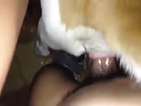 Fucking With Street Dogs Gaybeast - Bestiality Porn Movie